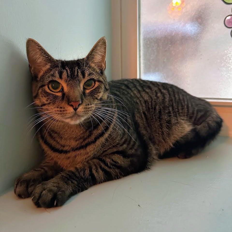 Bruni, ADOPTABLE, Young Female American Shorthair.