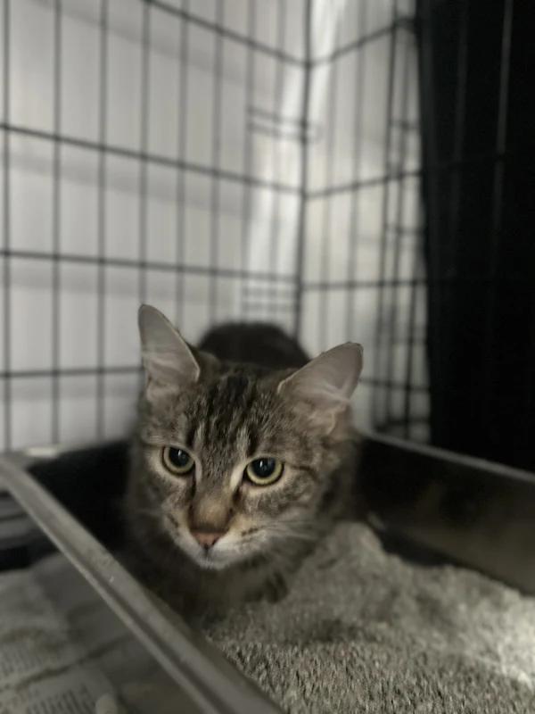 Enlarge Vienna, a Adoptable Domestic Short Hair in Hamilton, ON image 2/2