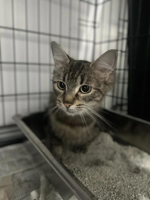 Enlarge Vienna, a Adoptable Domestic Short Hair in Hamilton, ON image 1/2