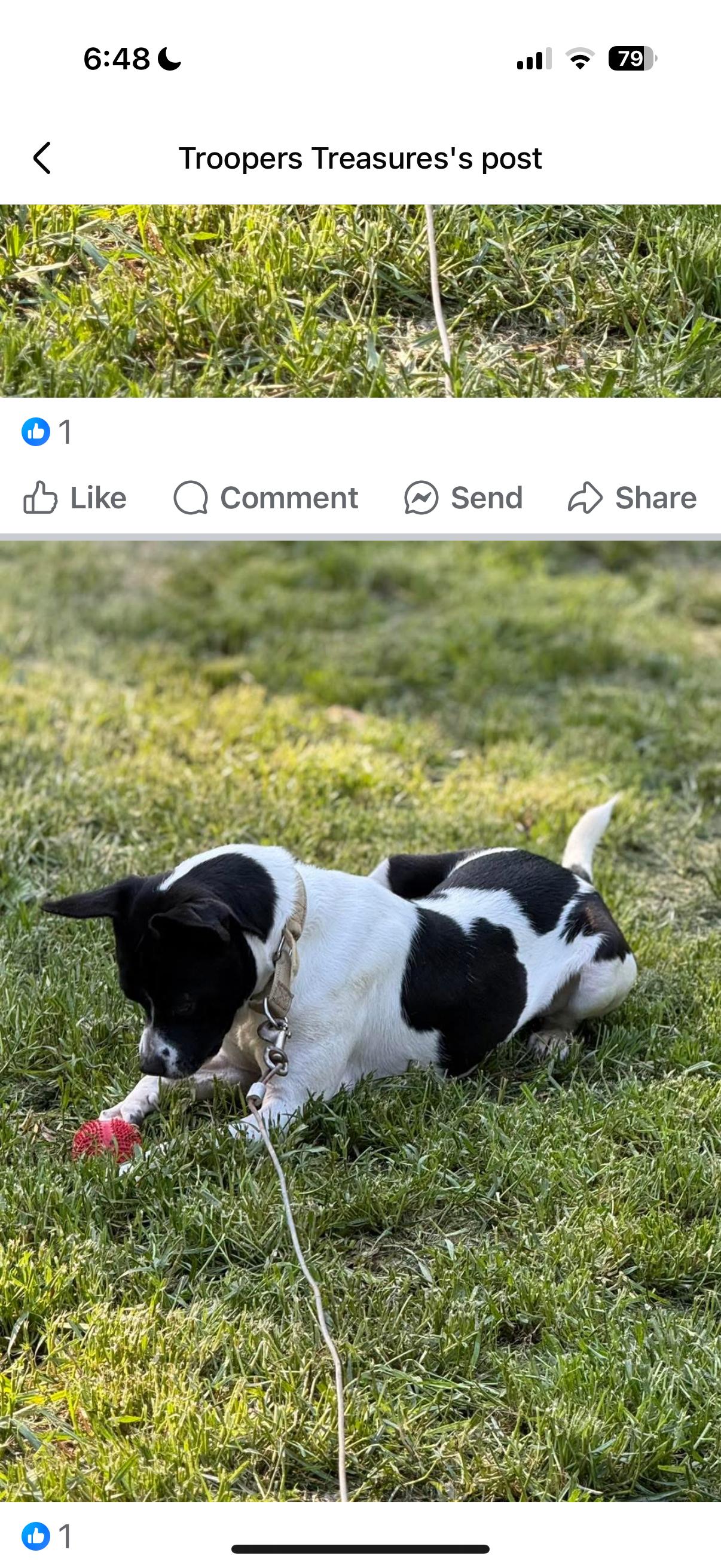 Oreo, a Adoptable mixed breed in Chattanooga, TN image 1/3