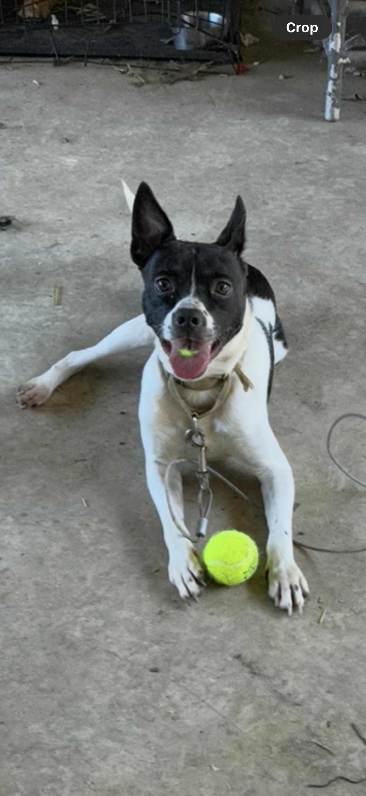Oreo, a Adoptable mixed breed in Chattanooga, TN image 2/3