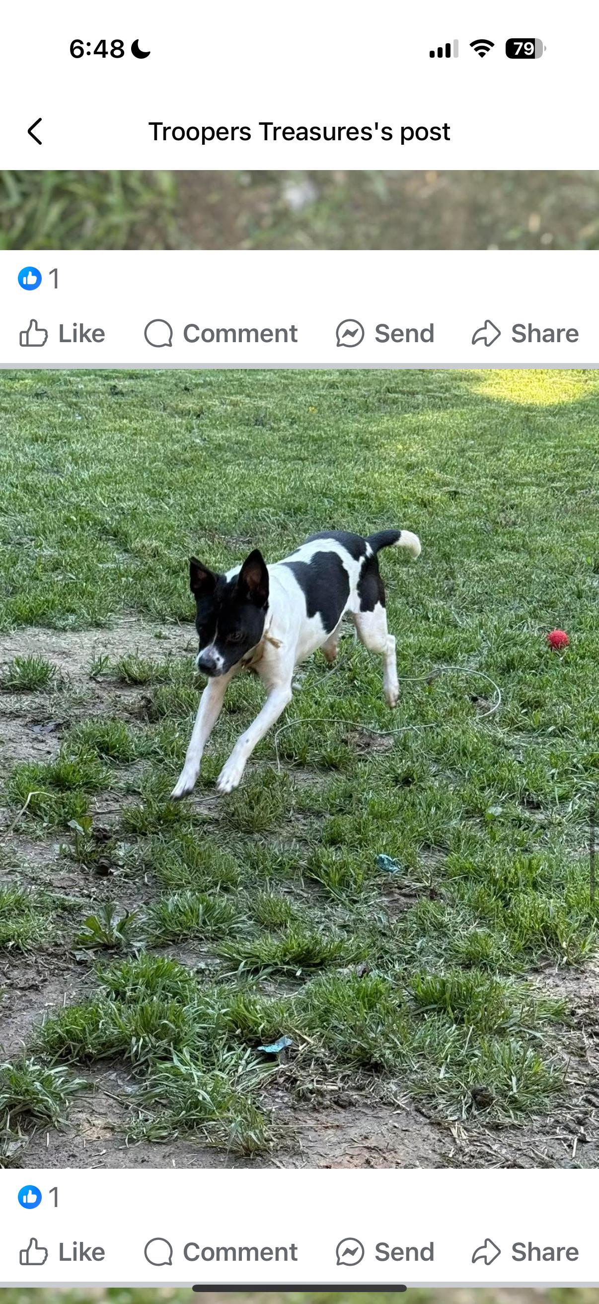 Oreo, a Adoptable mixed breed in Chattanooga, TN image 3/3