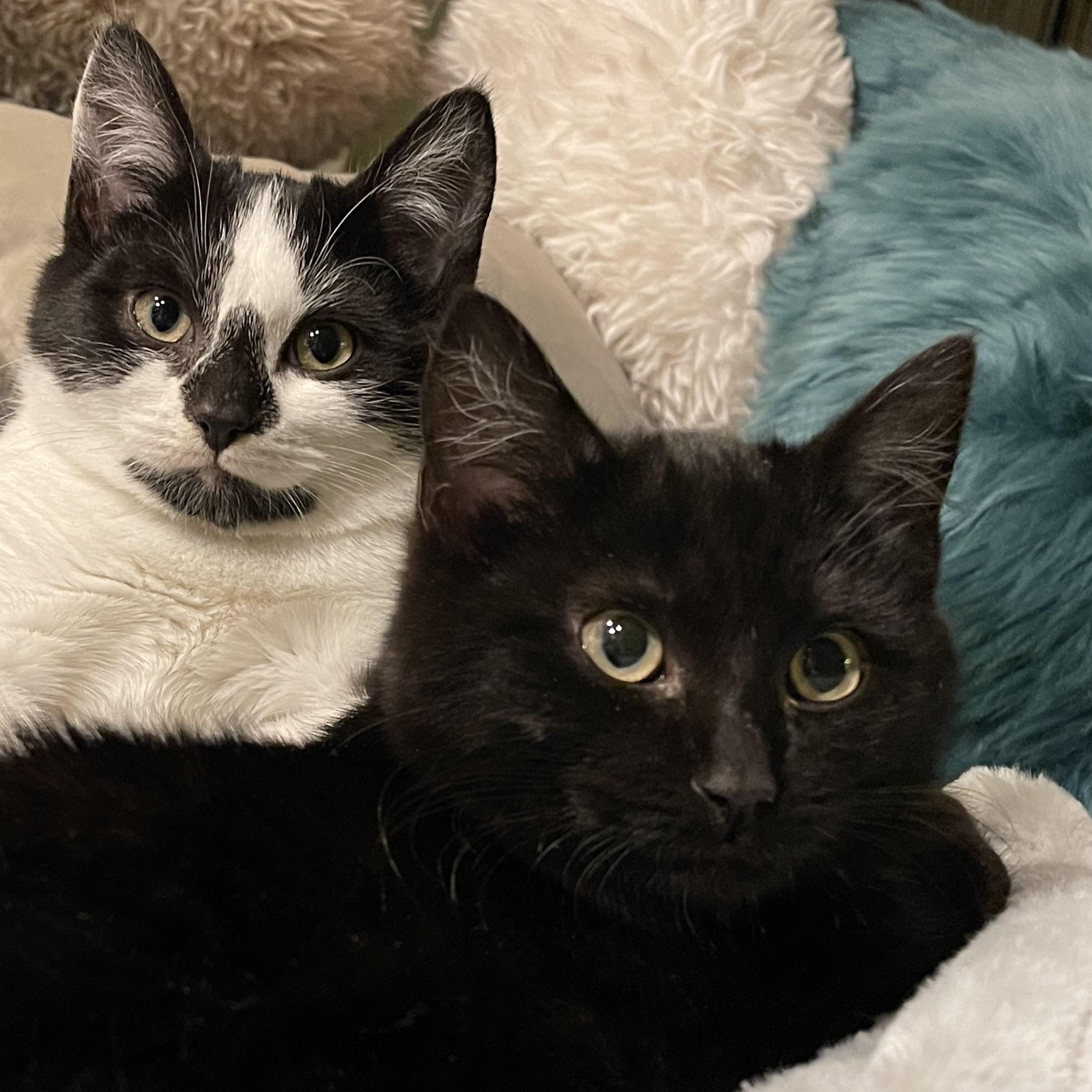 Count Von Count (gentle, shy, and full of heart)