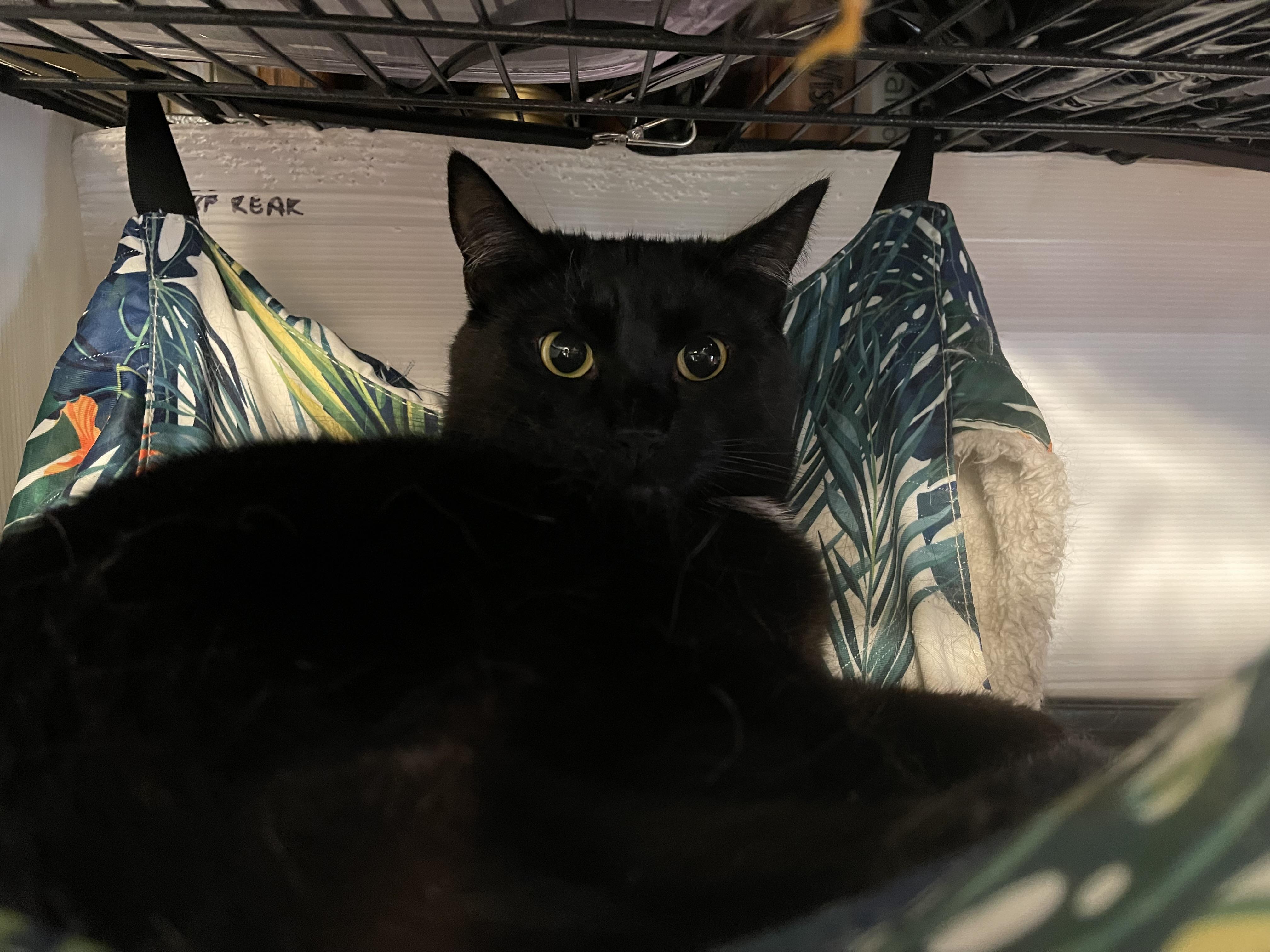 The Count Von Count, Adult Male Domestic Short Hair