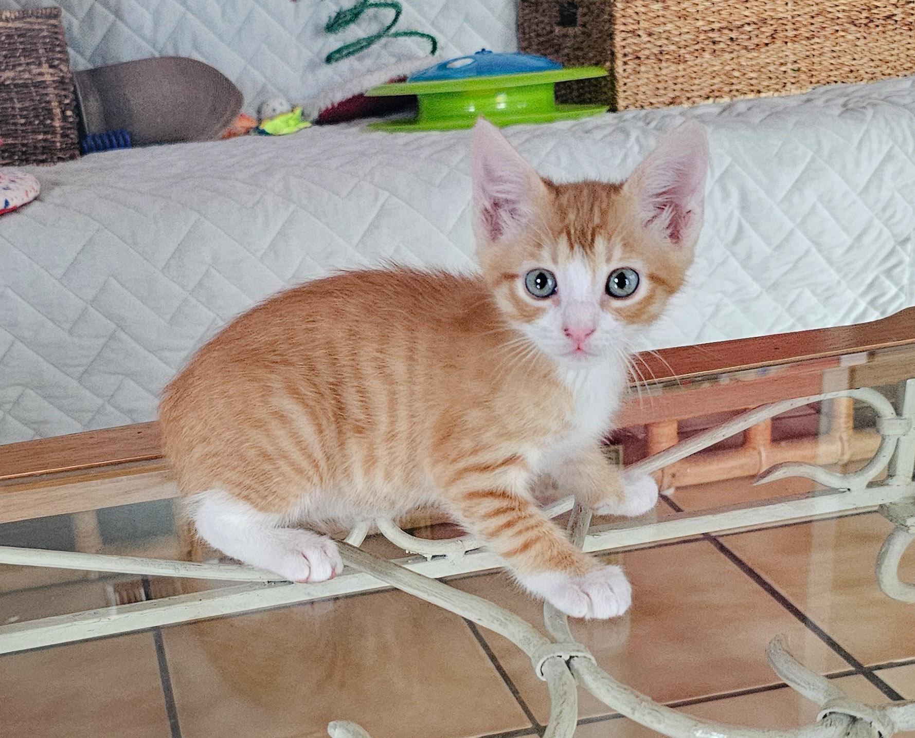 Dooley, a Adoptable Domestic Short Hair in Naples, FL image 5/5