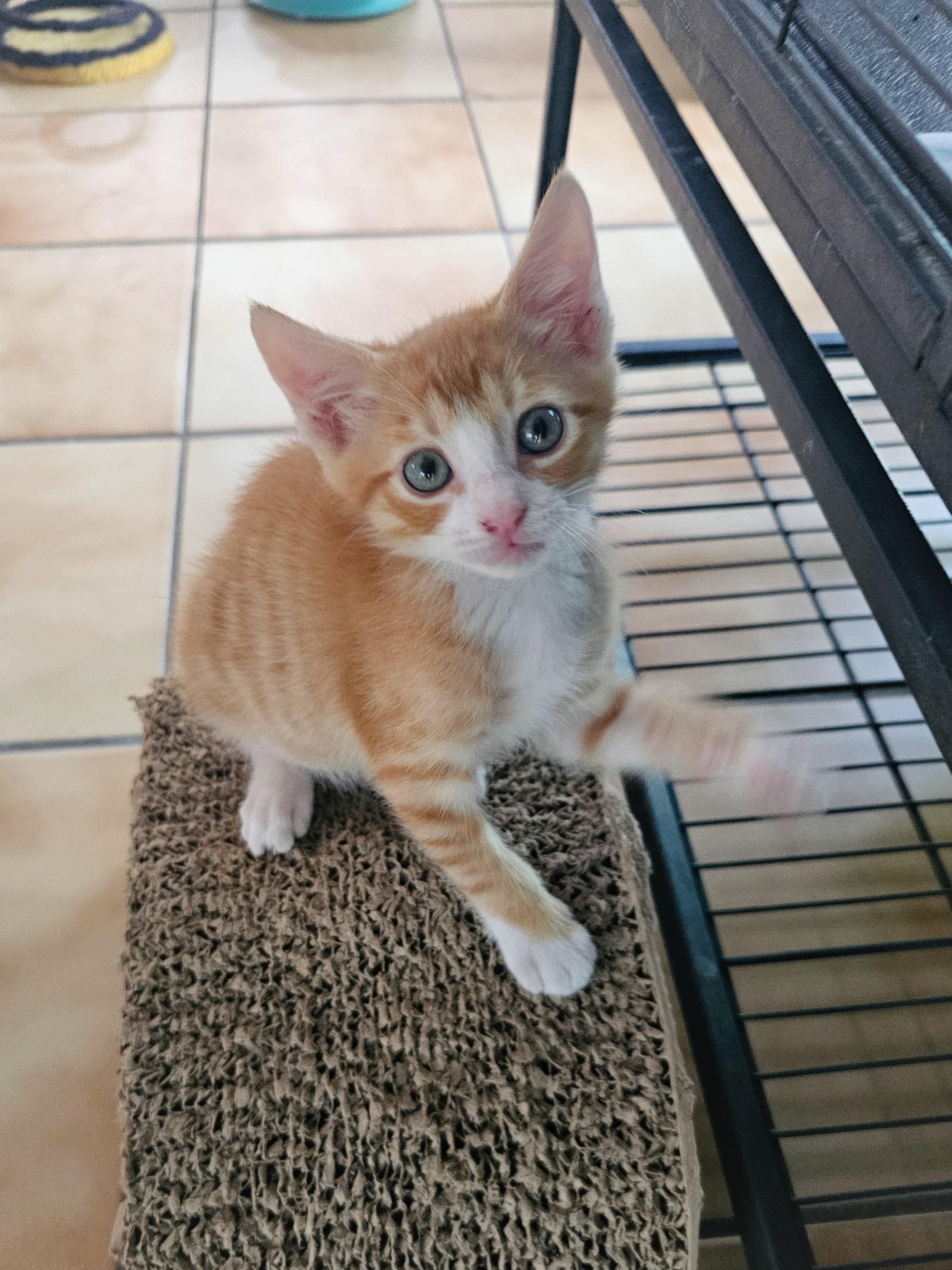 Dooley, a Adoptable Domestic Short Hair in Naples, FL image 4/5