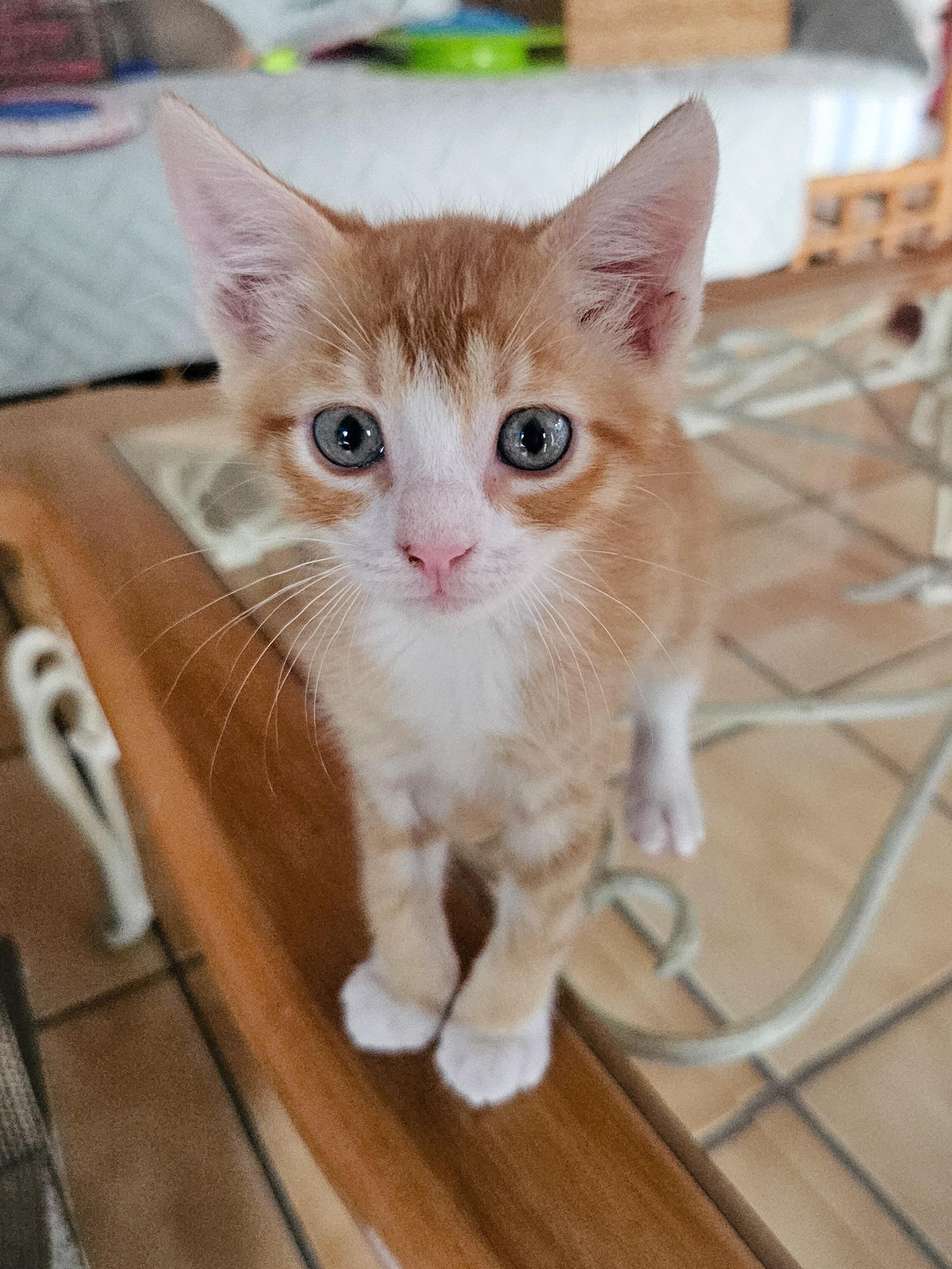 Dooley, Adoptable, Young Male Domestic Short Hair.