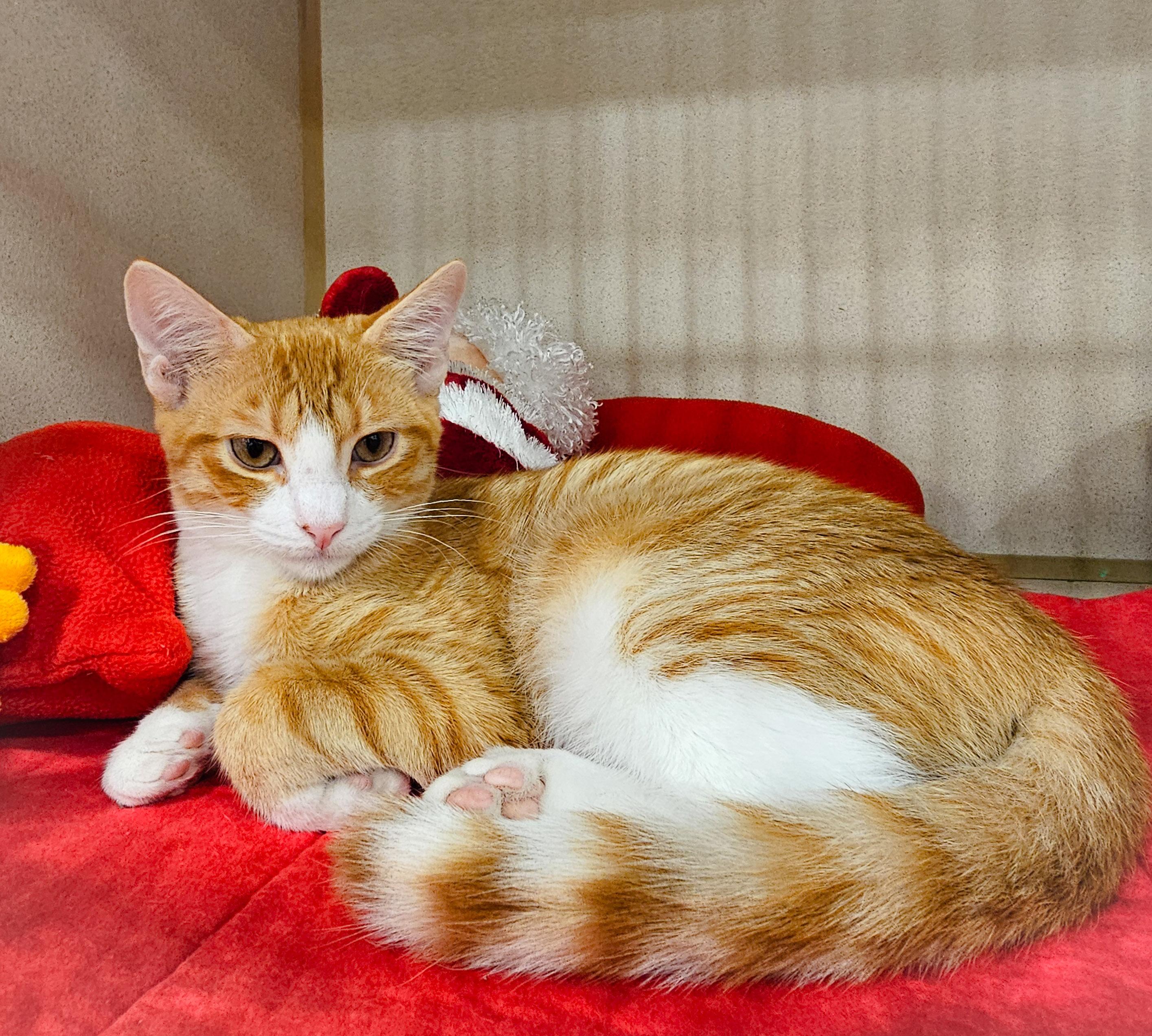 Dooley, a Adoptable Domestic Short Hair in Naples, FL image 2/5