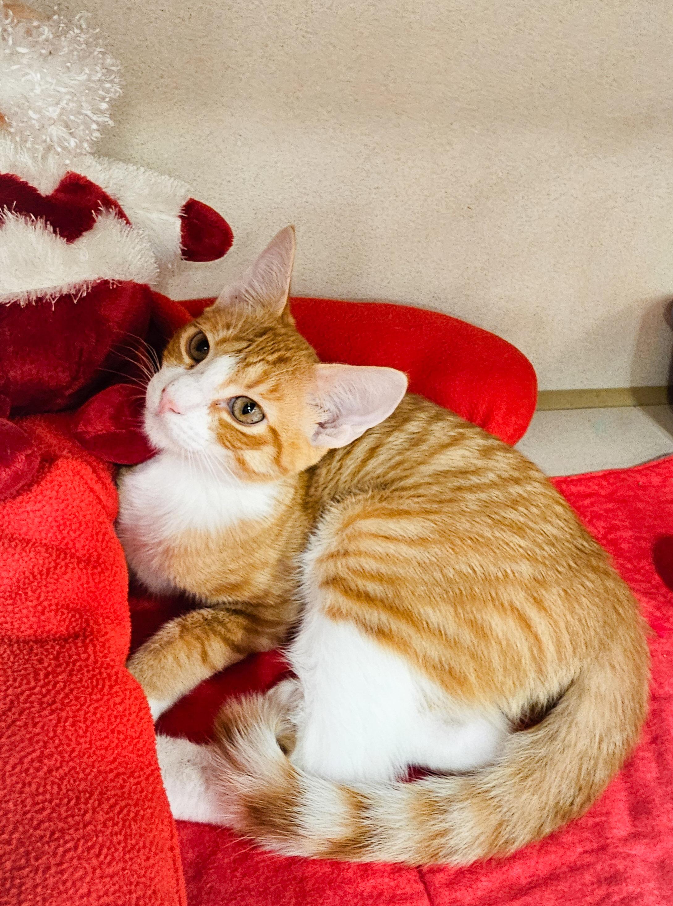 Dooley, a Adoptable Domestic Short Hair in Naples, FL image 3/5