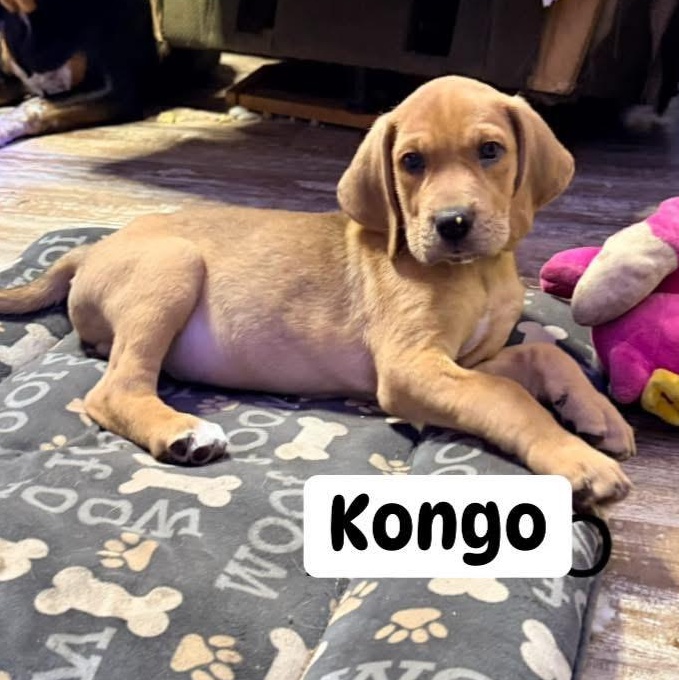 Kongo thumbnail 2