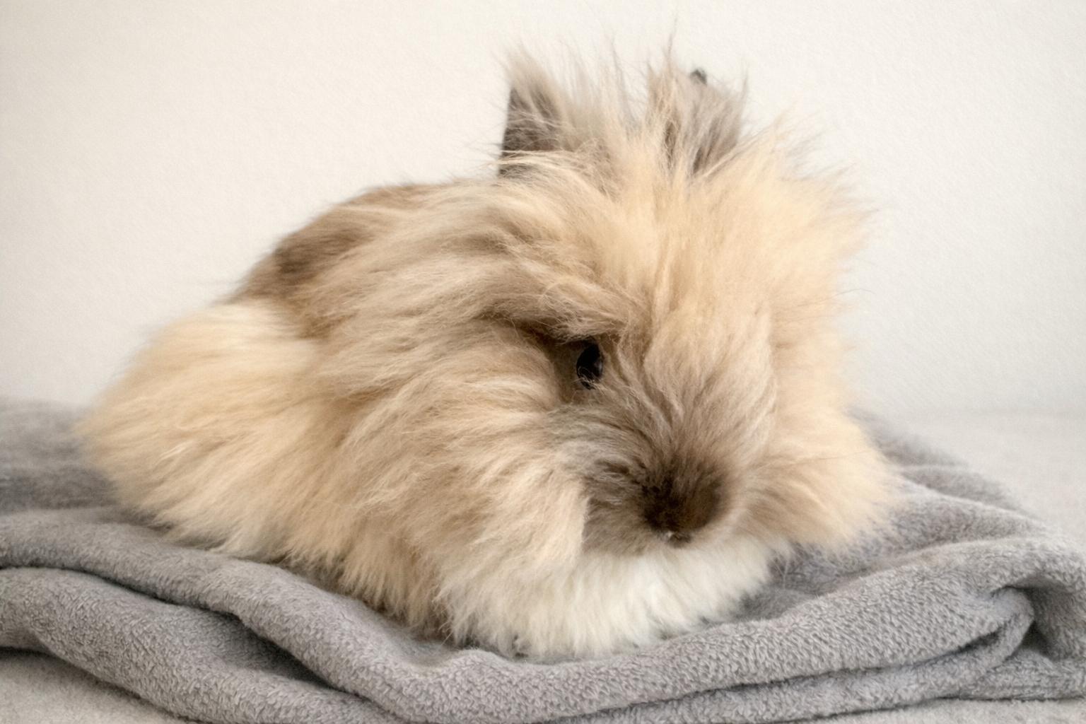 Ory, Adopted, Baby Male Lionhead.