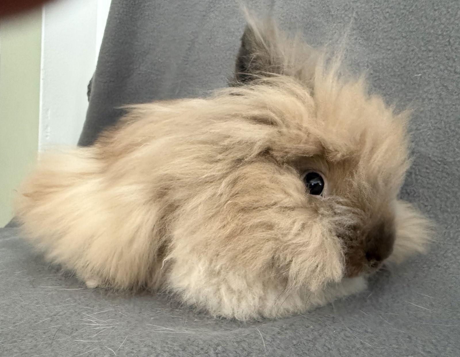 Enlarge Ory, a Adopted Lionhead in Marshfield, WI image 2/3
