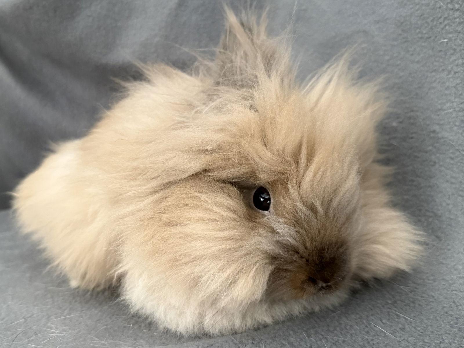 Enlarge Ory, a Adopted Lionhead in Marshfield, WI image 3/3