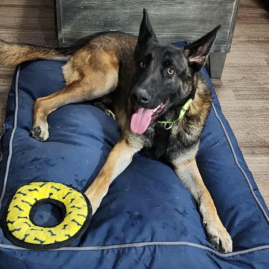 Enlarge Manny, a Adoptable German Shepherd Dog in Tulsa, OK image 1/6