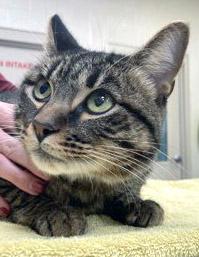 Nico — thumbnail 2