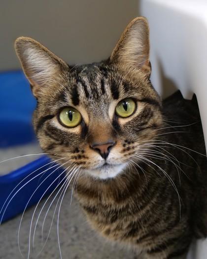 Nico — thumbnail 3