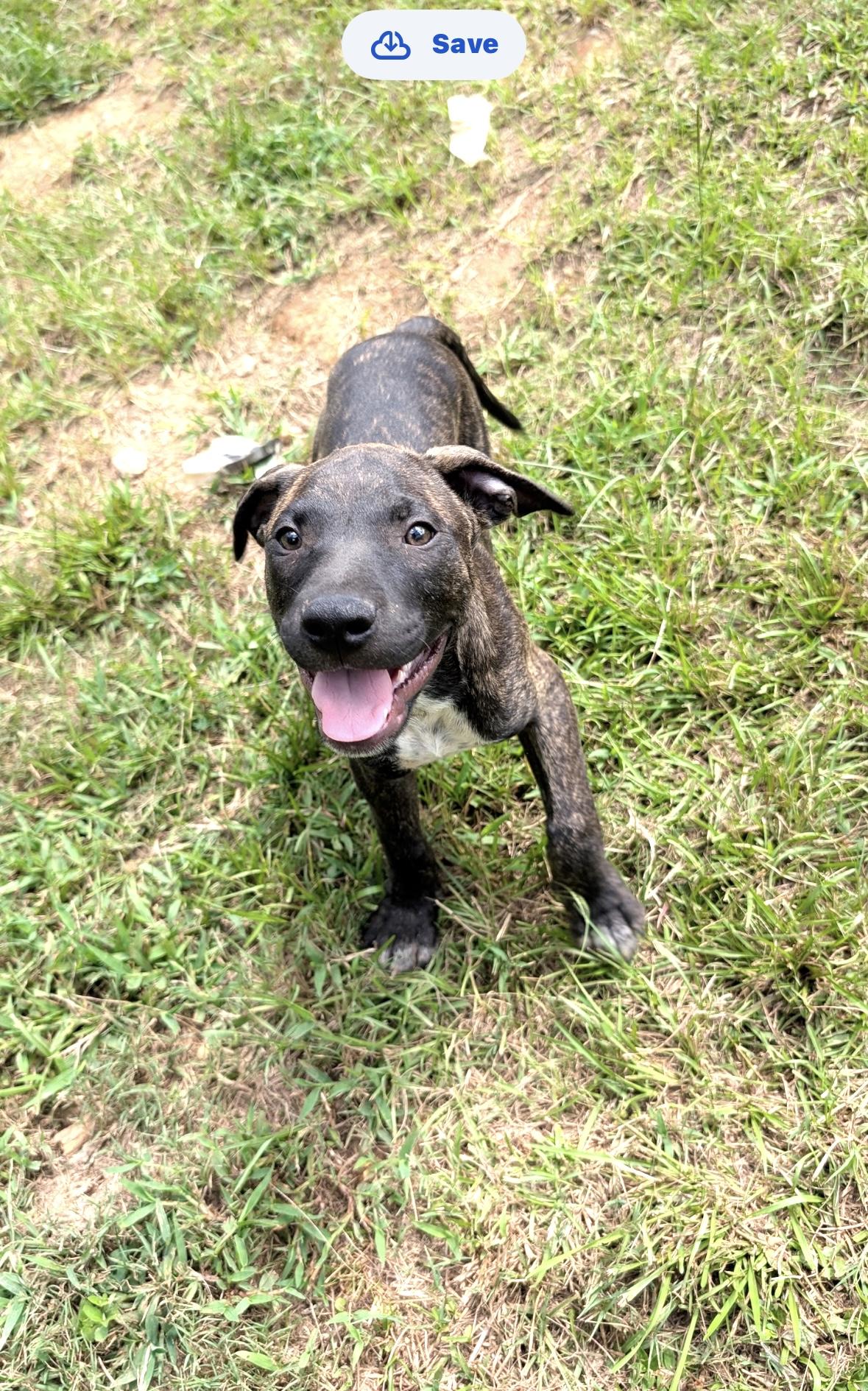 Enlarge Tempo, a Adoptable mixed breed in Coldspring, TX image 4/5