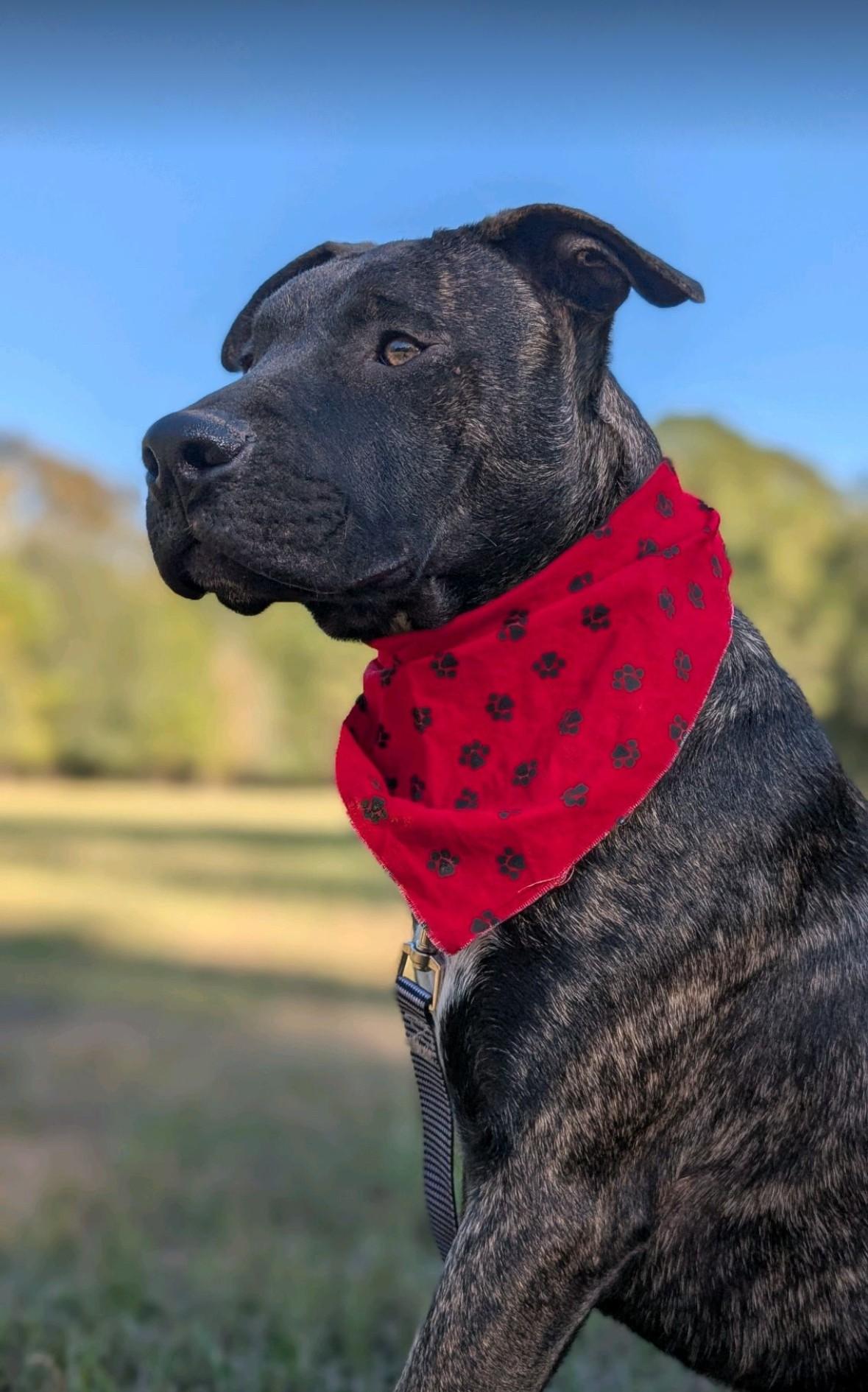 Enlarge Tempo, a Adoptable mixed breed in Coldspring, TX image 5/5