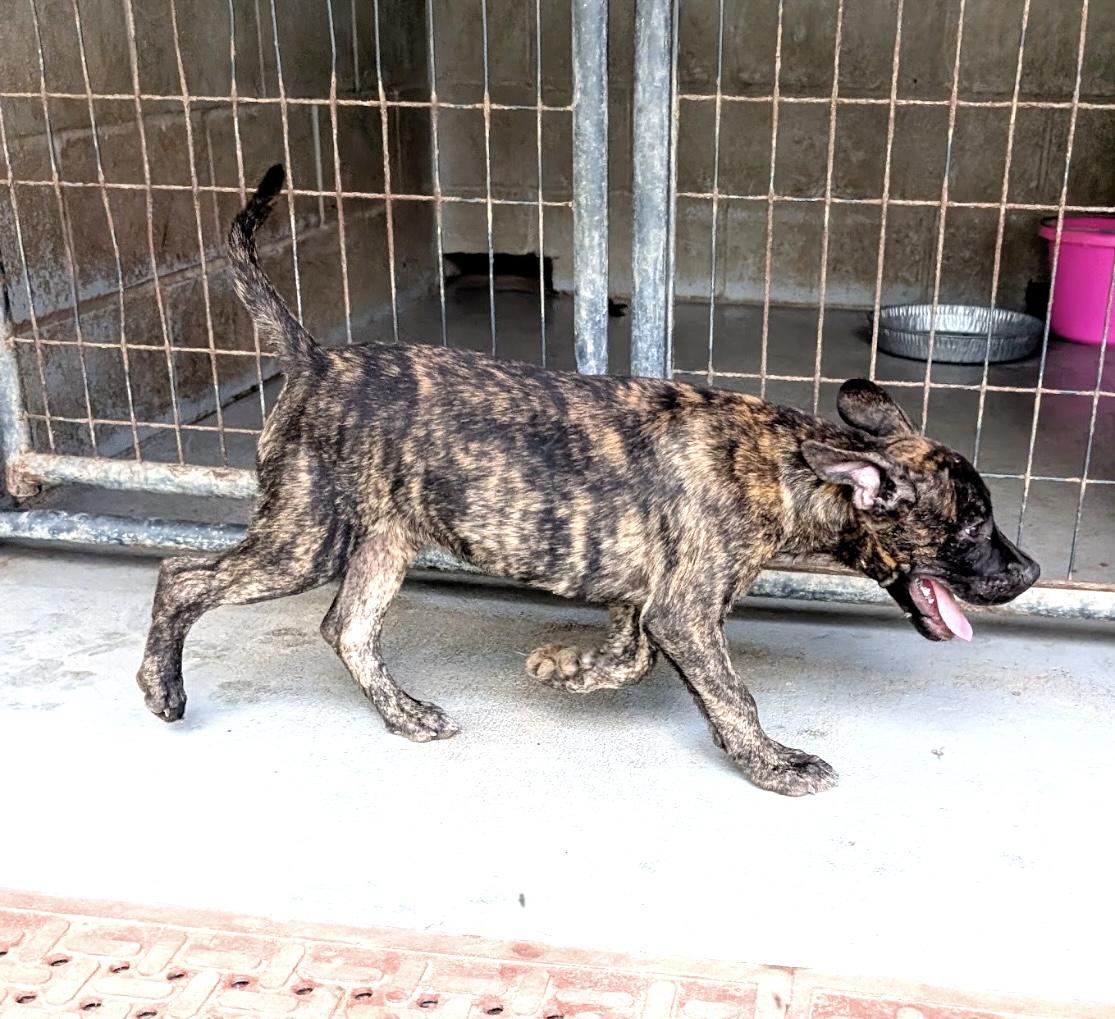 Enlarge Tempo, a Adoptable mixed breed in Coldspring, TX image 3/5