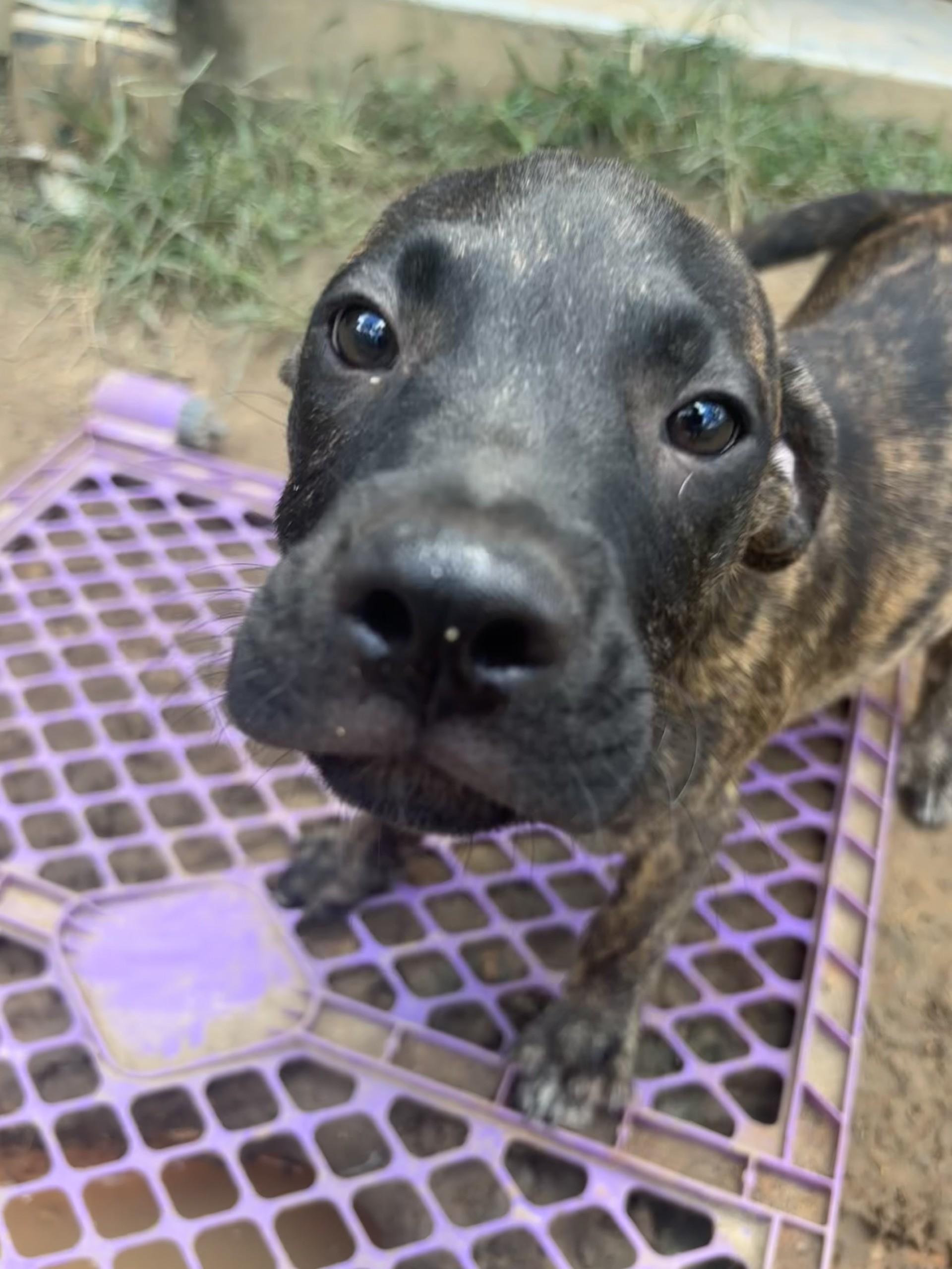 Enlarge Tempo, a Adoptable mixed breed in Coldspring, TX image 2/5