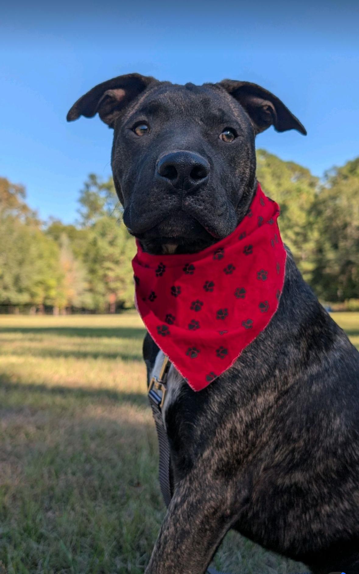 Tempo, Adoptable, Young Male American Staffordshire Terrier.
