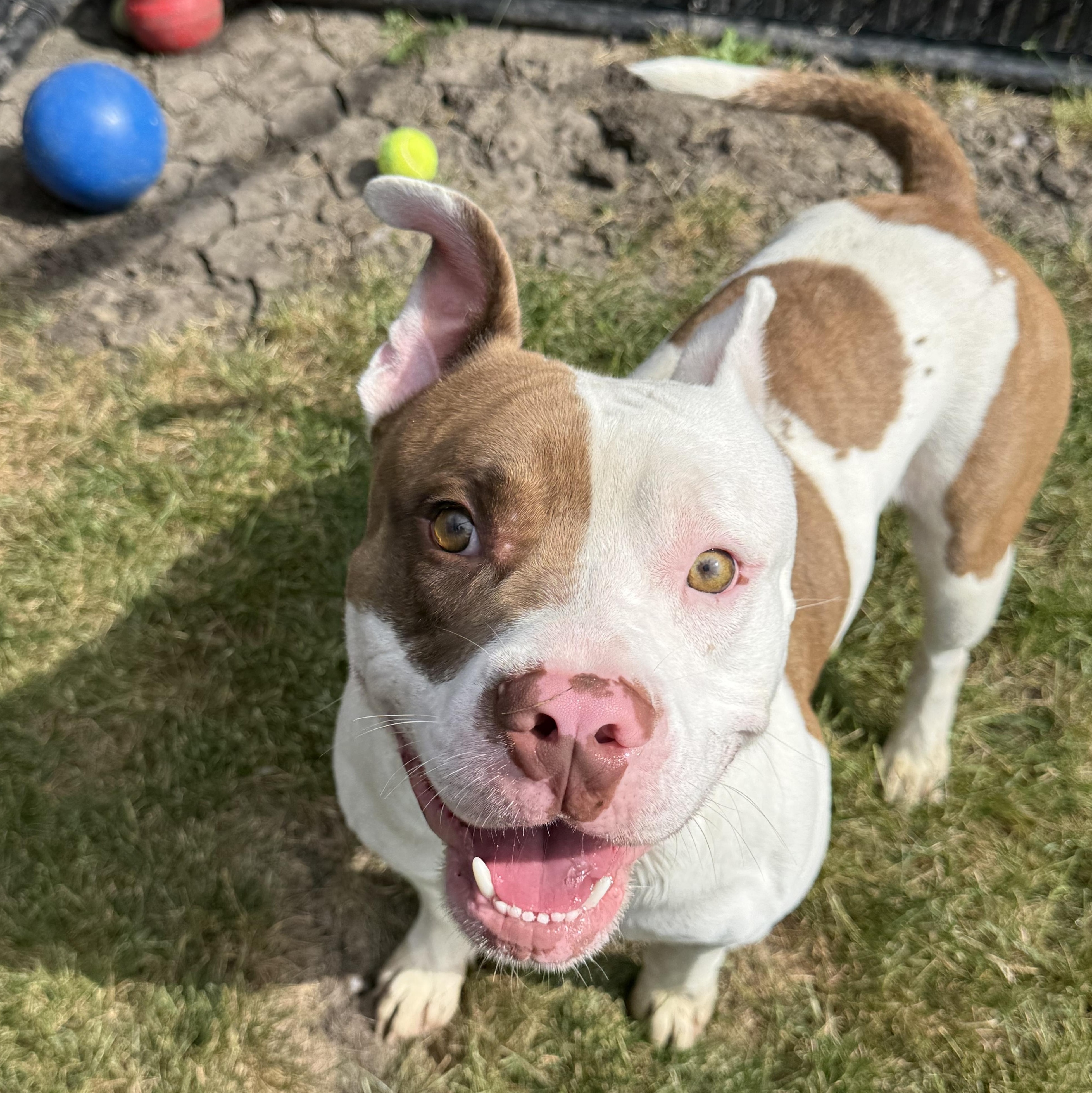 Woodchuck, Adoptable, Adult Male Pit Bull Terrier.