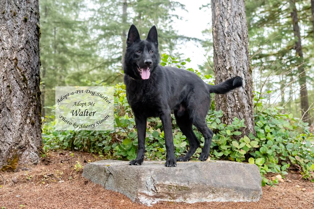 Enlarge WALTER, a Adoptable German Shepherd Dog in Shelton, WA image 3/6