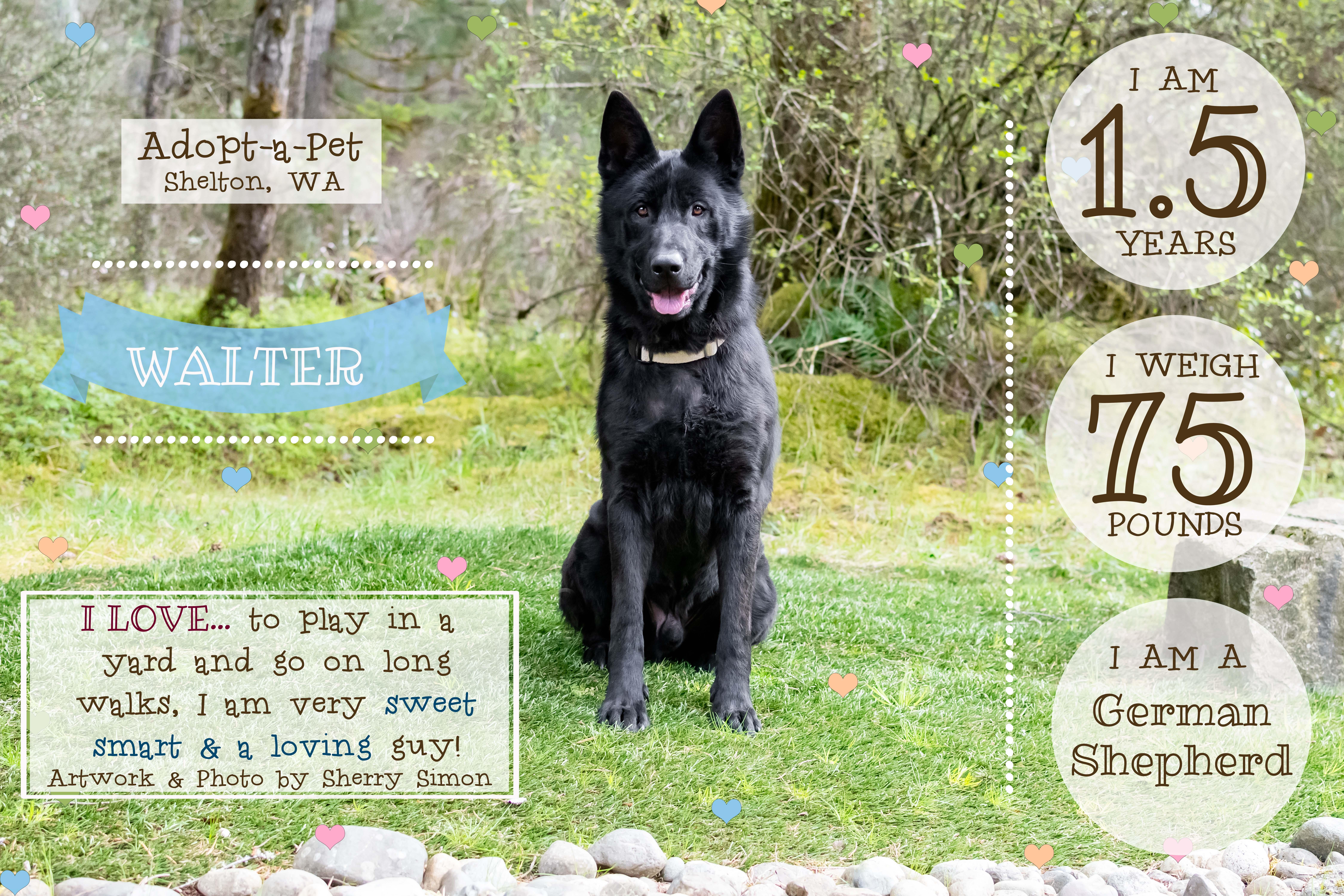 Enlarge WALTER, a Adoptable German Shepherd Dog in Shelton, WA image 2/6