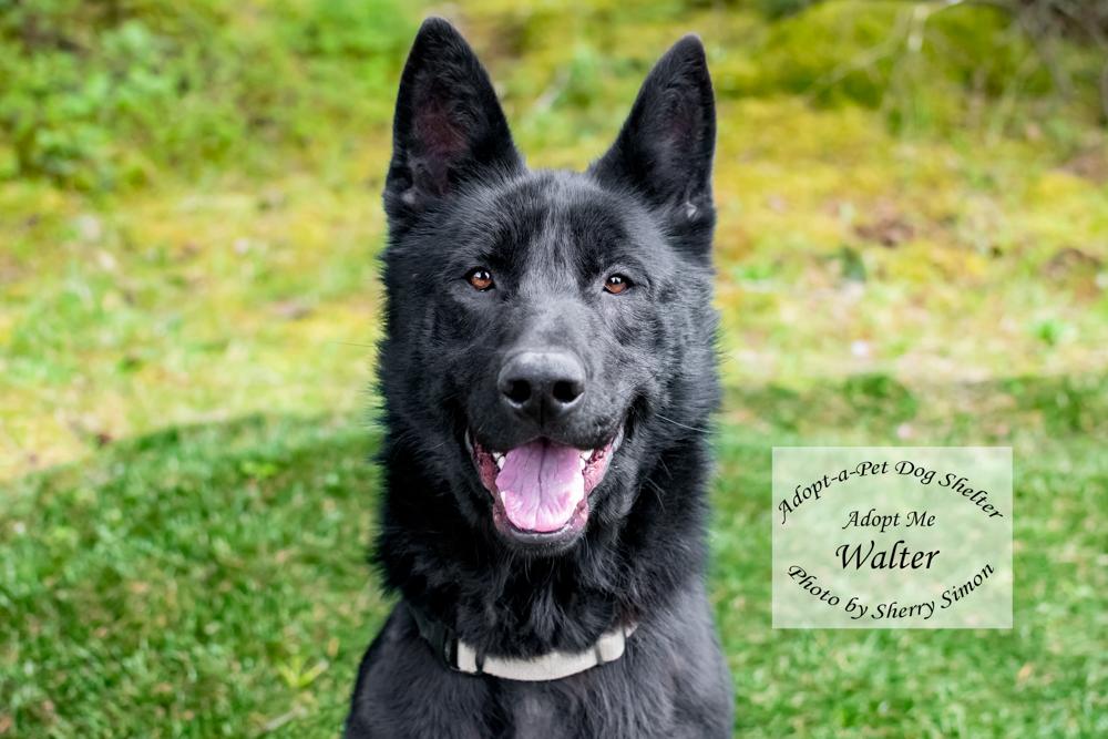 WALTER, Adoptable, Adult Male German Shepherd Dog.