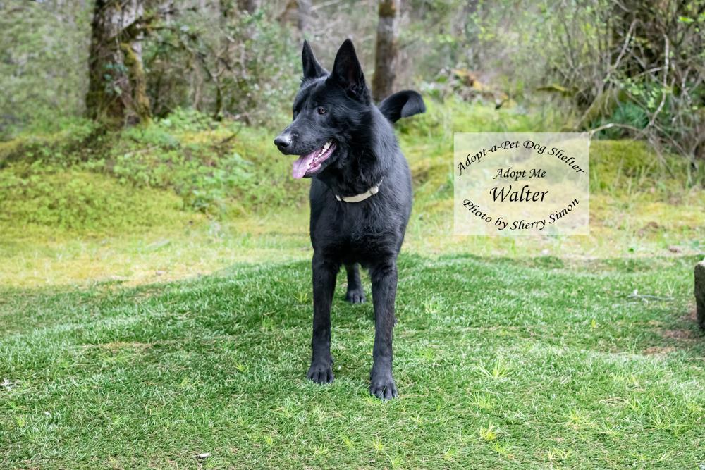 Enlarge WALTER, a Adoptable German Shepherd Dog in Shelton, WA image 5/6