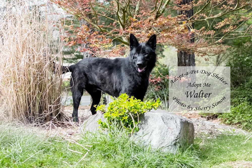 Enlarge WALTER, a Adoptable German Shepherd Dog in Shelton, WA image 4/6