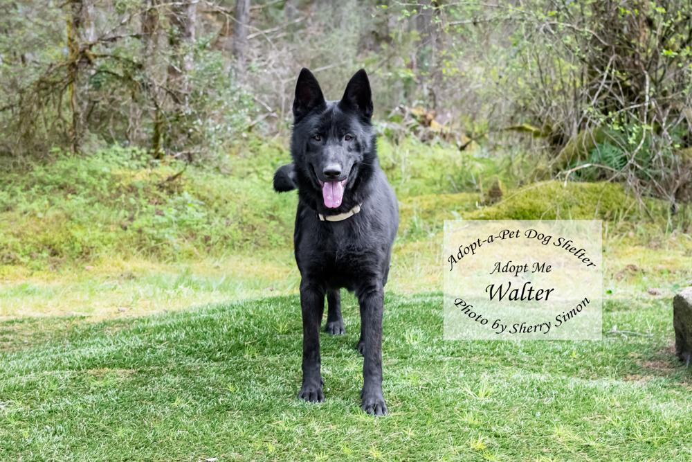 Enlarge WALTER, a Adoptable German Shepherd Dog in Shelton, WA image 6/6