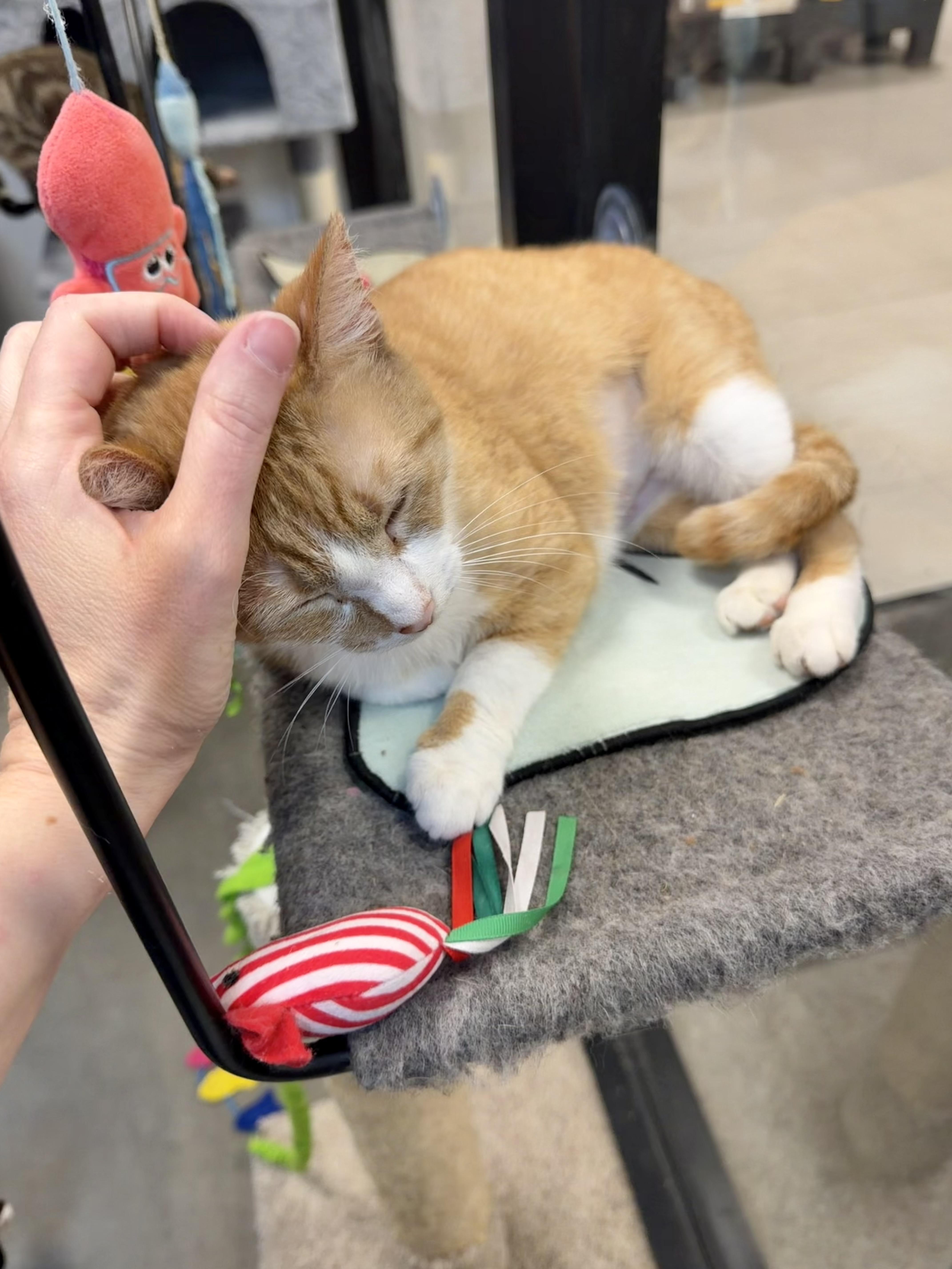 Enlarge Summer, an adopted Domestic Short Hair in Rock Hill, SC image 2/2