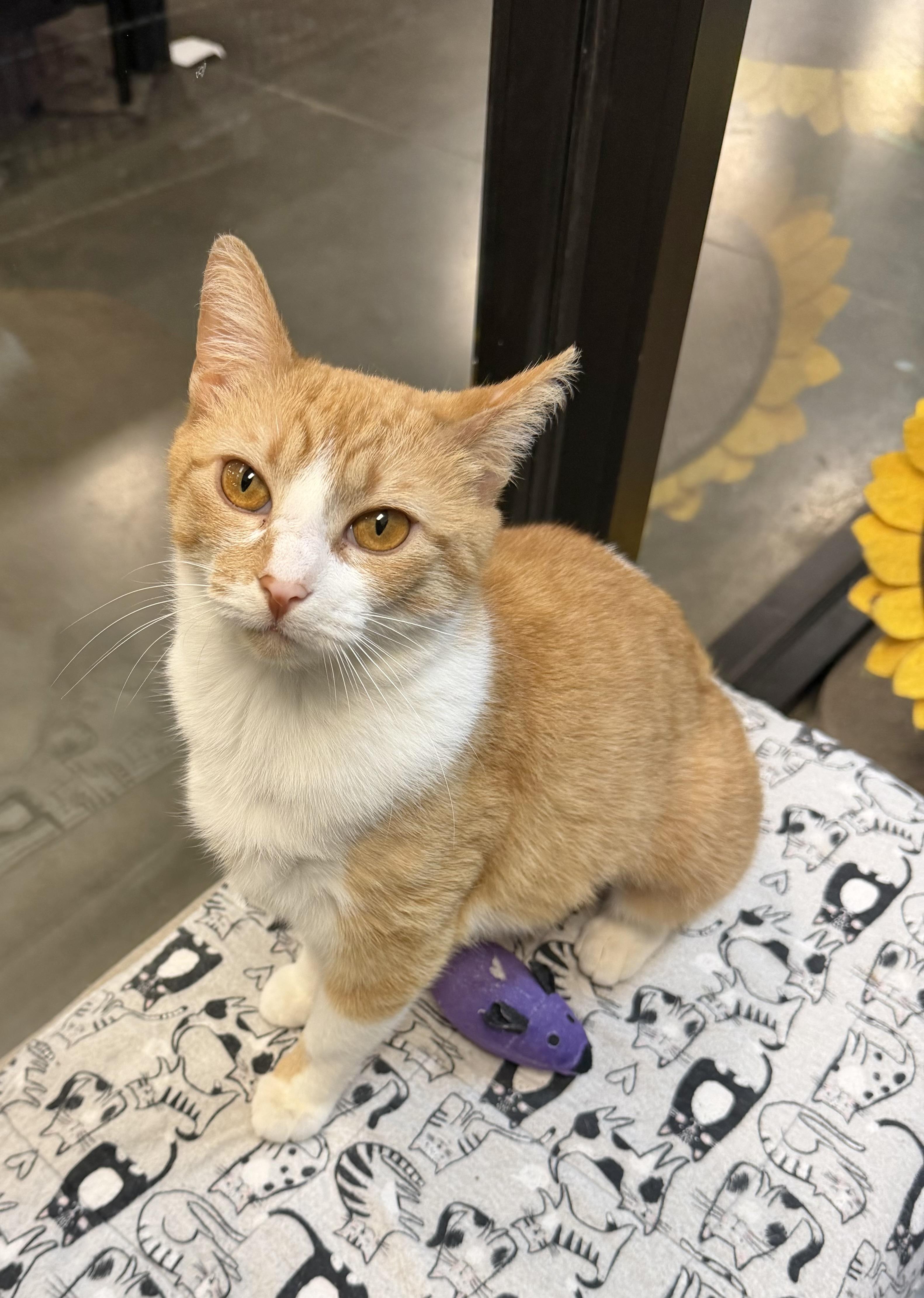 Enlarge Summer, an adopted Domestic Short Hair in Rock Hill, SC image 1/2