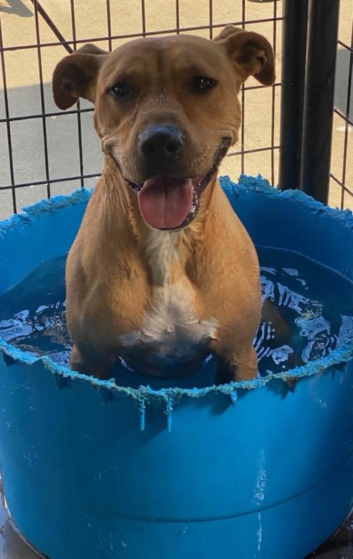 Roxy, Adoptable, Adult Female Pit Bull Terrier.