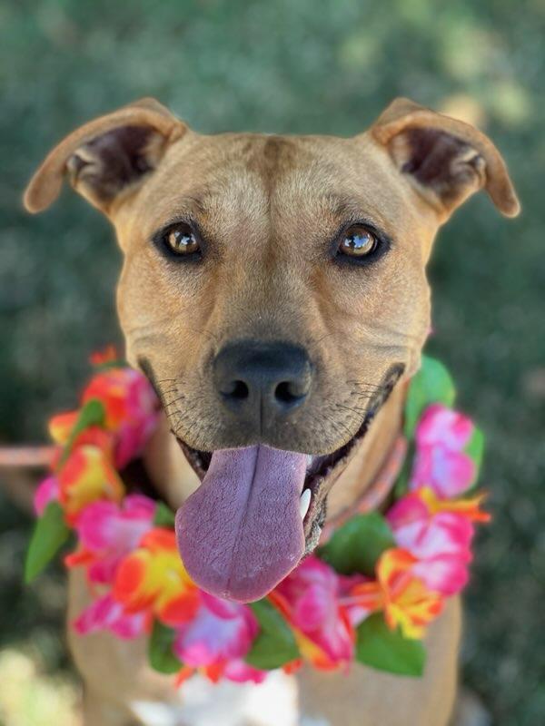 Roxy, an adoptable Pit Bull Terrier in Colusa, CA, 95932 | Photo Image 1