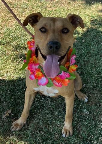 Roxy, an adoptable Pit Bull Terrier in Colusa, CA, 95932 | Photo Image 3