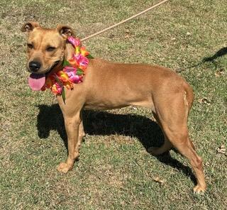 Roxy, an adoptable Pit Bull Terrier in Colusa, CA, 95932 | Photo Image 2