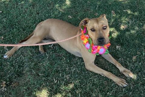 Roxy, an adoptable Pit Bull Terrier in Colusa, CA, 95932 | Photo Image 5