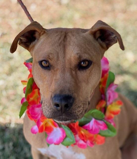 Roxy, an adoptable Pit Bull Terrier in Colusa, CA, 95932 | Photo Image 4