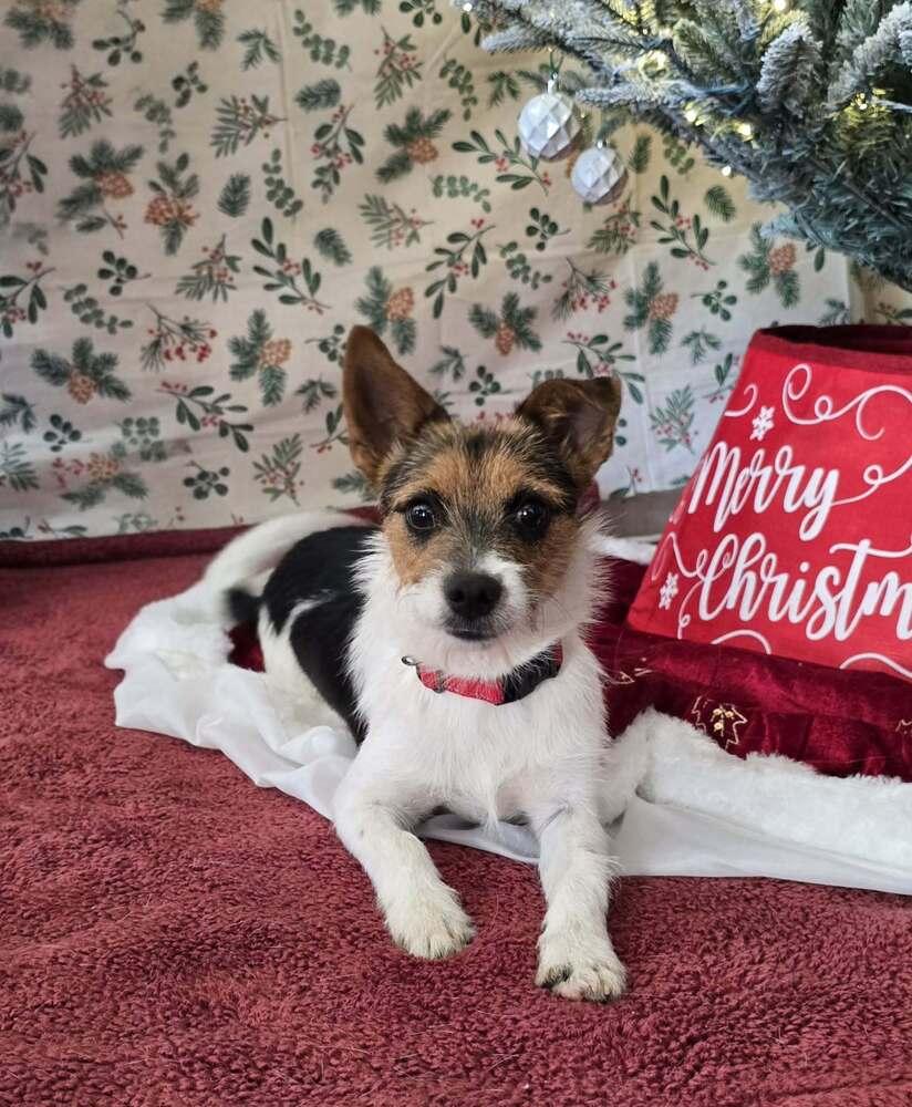 Enlarge Charlie, a Adoptable mixed breed in Bonifay, FL image 1/1