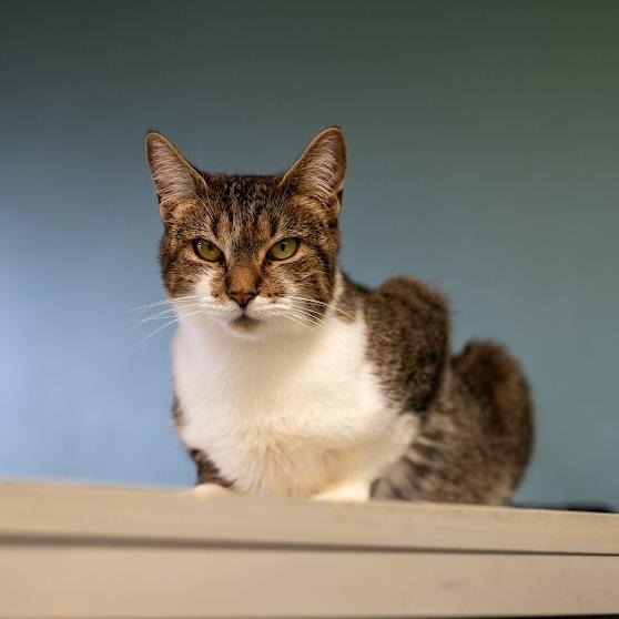 Ethel, Adoptable, Adult Female Domestic Short Hair.