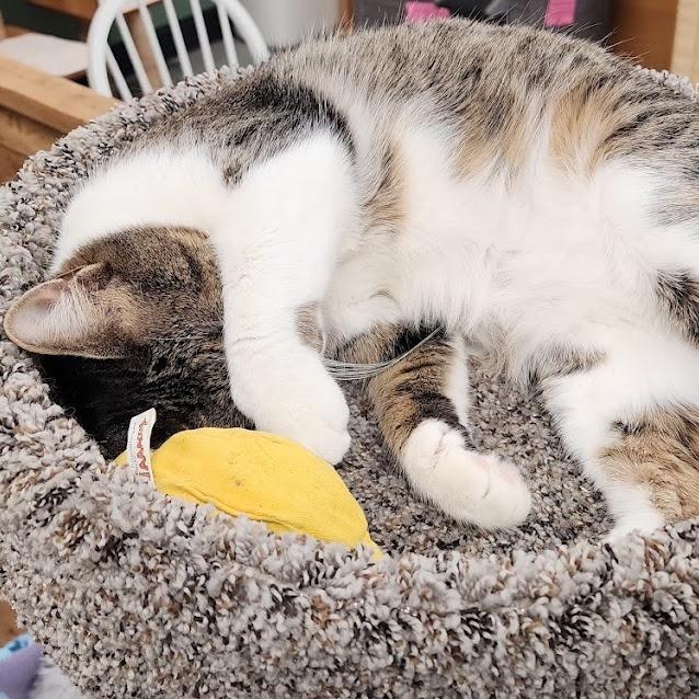 Enlarge Ethel, a Adoptable Domestic Short Hair in Kennett Square, PA image 2/6