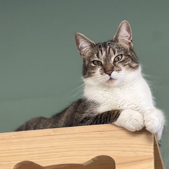 Enlarge Ethel, a Adoptable Domestic Short Hair in Kennett Square, PA image 4/6