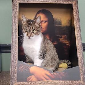 Enlarge Ethel, a Adoptable Domestic Short Hair in Kennett Square, PA image 4/6