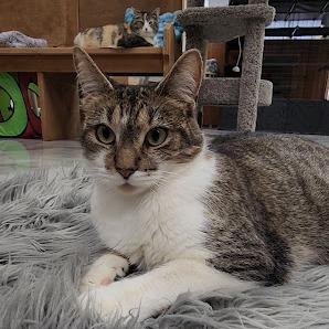 Enlarge Ethel, a Adoptable Domestic Short Hair in Kennett Square, PA image 5/6