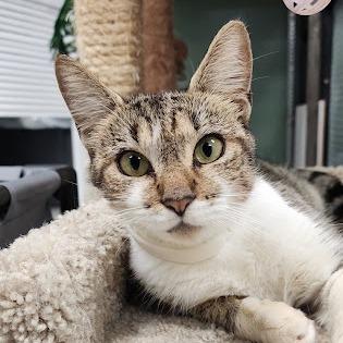 Ethel, Adoptable, Adult Female Domestic Short Hair.