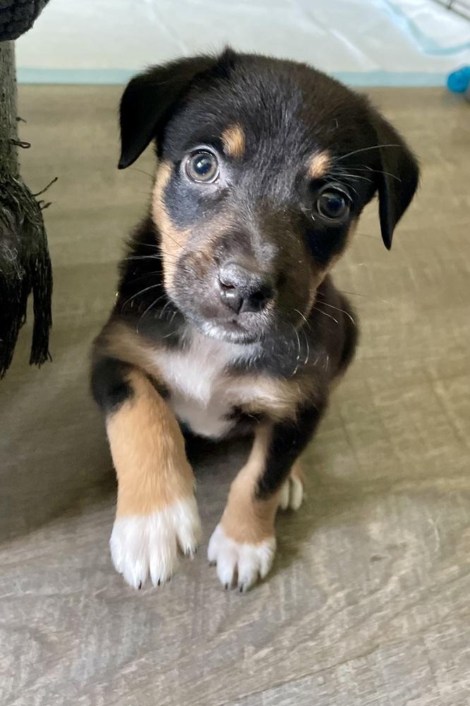 Berry Parfait (Berry) - Chick-Fil-A Litter, Adoptable, Puppy Female Mixed Breed.