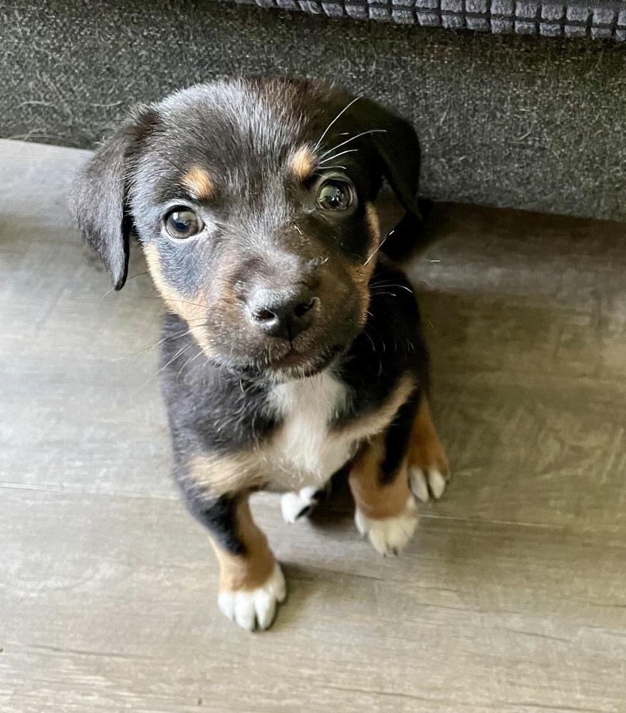 Berry Parfait (Berry) - Chick-Fil-A Litter, a Adoptable mixed breed in Columbus, OH image 2/2