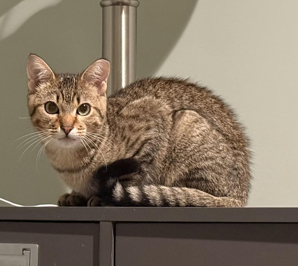 Enlarge Dusty Fang, a Adoptable Domestic Short Hair in Omaha, NE image 2/4